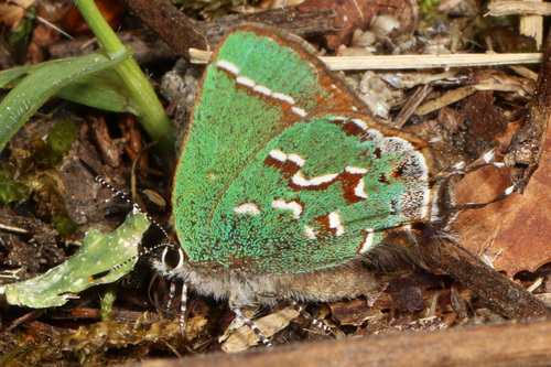 Juniper Hairstreak photo 5