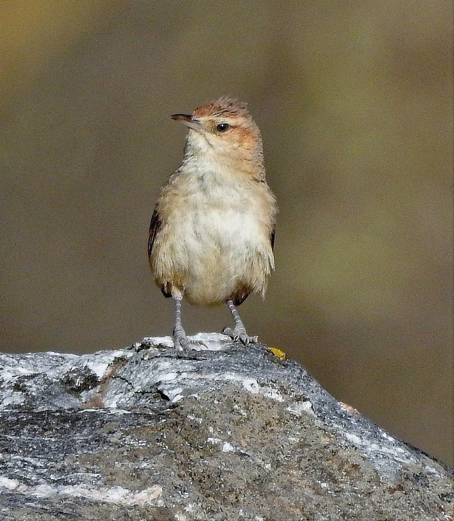 Streak-fronted Thornbird (Phacellodomus striaticeps) photo