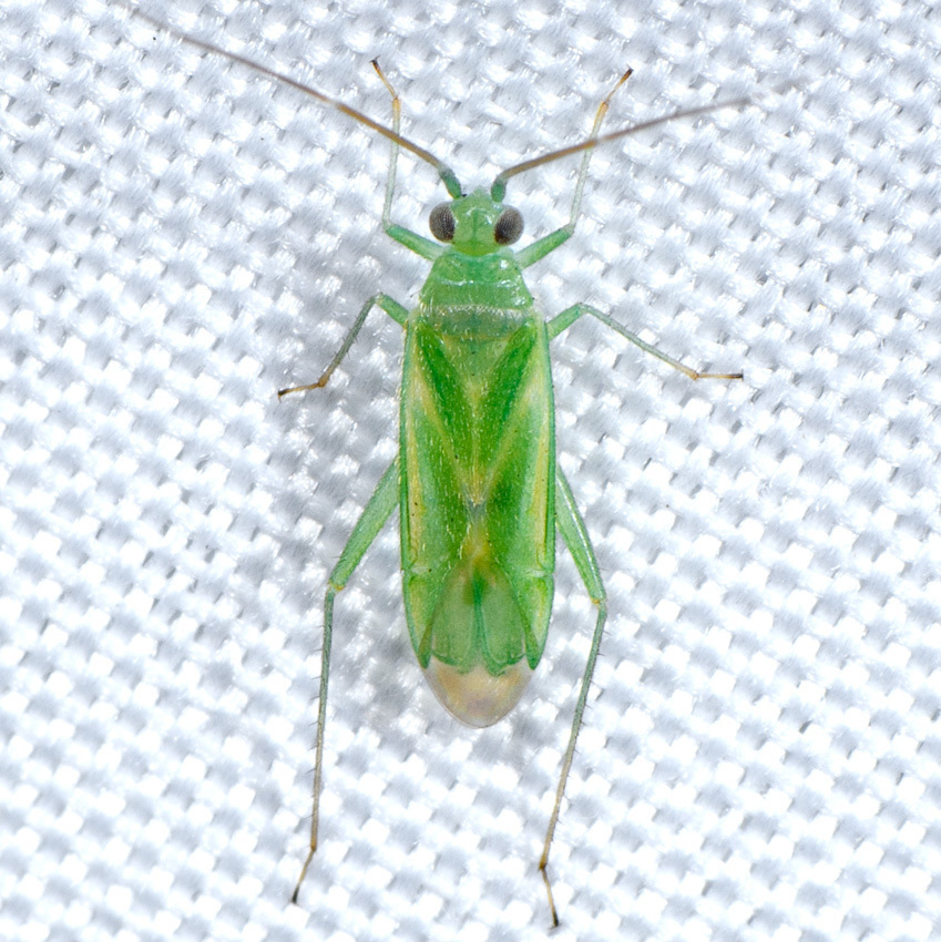 Brachynotocoris puncticornis