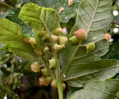 Dichatomus acerinus