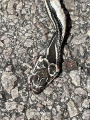 Masticophis taeniatus girardi