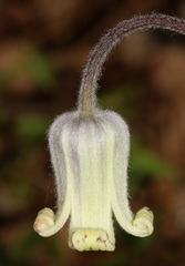 Clematis ochroleuca