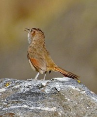 Phacellodomus striaticeps