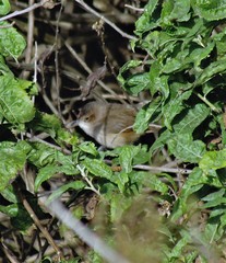 Phacellodomus striaticeps