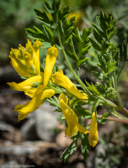 Corydalis aurea aurea