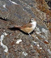 Phacellodomus striaticeps