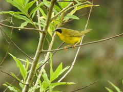 Geothlypis aequinoctialis