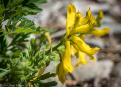 Corydalis aurea aurea