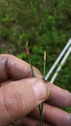 Wolf's spikerush (Eleocharis wolfii)