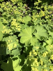 Alchemilla mollis