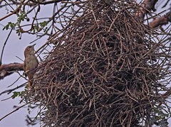 Phacellodomus striaticeps
