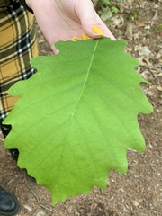 Quercus
