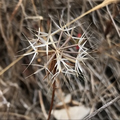 Stebbinsoseris decipiens