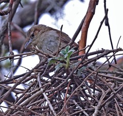 Phacellodomus striaticeps