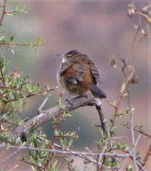 Phacellodomus striaticeps