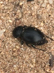 Ocnodes