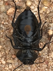Ocnodes