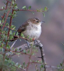 Phacellodomus striaticeps