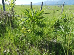 Helleborus multifidus
