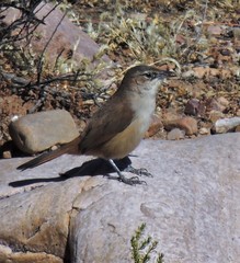 Phacellodomus striaticeps