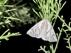 Thalaina inscripta
