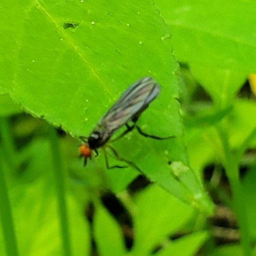 Rhamphomyia fumosa
