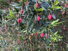 Crinodendron