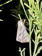 Thalaina inscripta