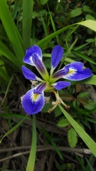 Iris brevicaulis