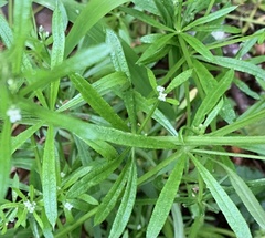 Galium aparine