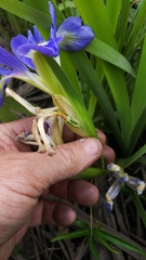 Iris brevicaulis
