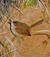 Phacellodomus striaticeps