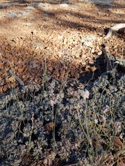 Eriogonum wrightii subscaposum