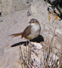 Phacellodomus striaticeps