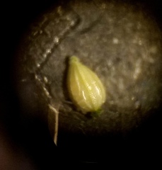 Eleocharis wolfii