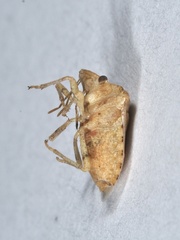 Tepa