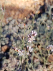 Eriogonum wrightii subscaposum