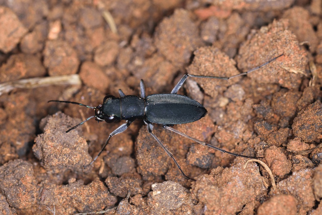 Pygmy Dromo Tiger Beetle