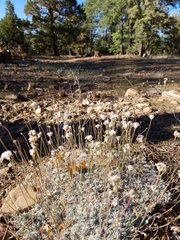 Eriogonum kennedyi austromontanum