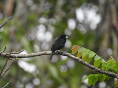 Sporophila crassirostris