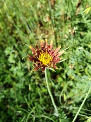 Tragopogon castellanus
