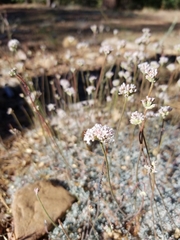 Eriogonum kennedyi austromontanum