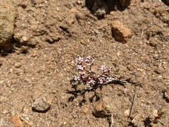 Slender-capsuled Spineflower (Chorizanthe leptotheca)