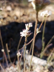 Eriogonum kennedyi austromontanum