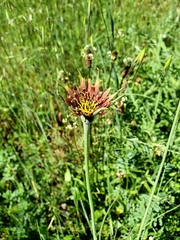 Tragopogon castellanus