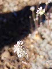 Eriogonum kennedyi austromontanum