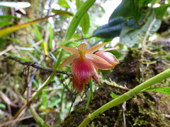 Epidendrum arevaloi