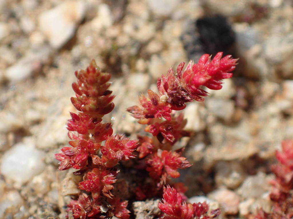 Mossy Stonecrop