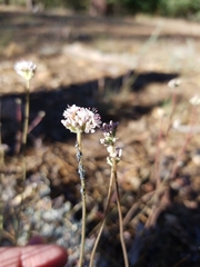 Eriogonum kennedyi austromontanum