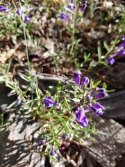 Scutellaria siphocampyloides